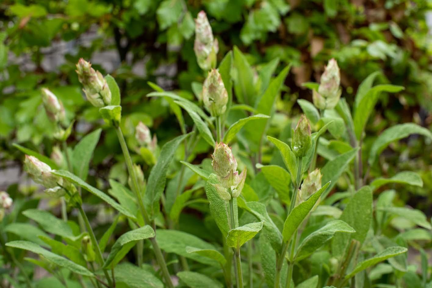 salvia officinalis