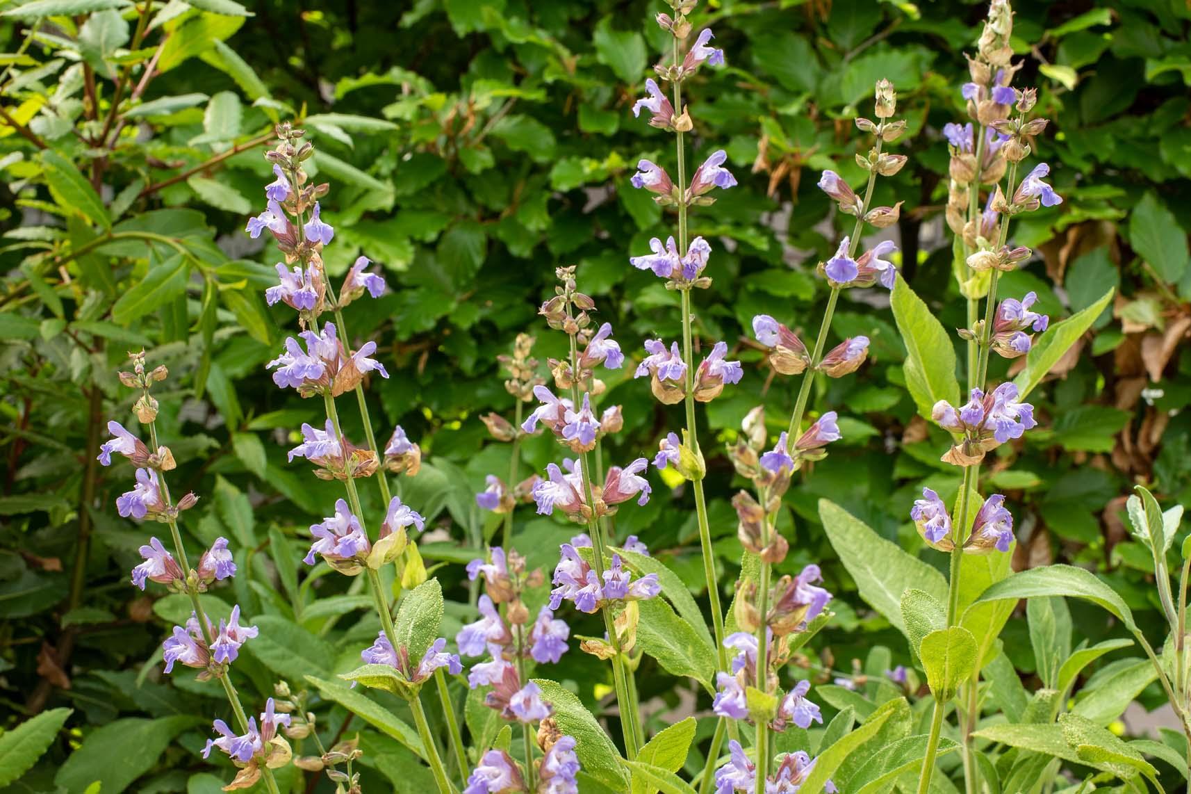 salvia officinalis in bloei