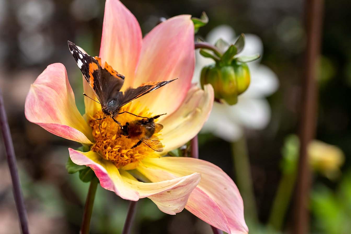 dahlia met bij en vlinder