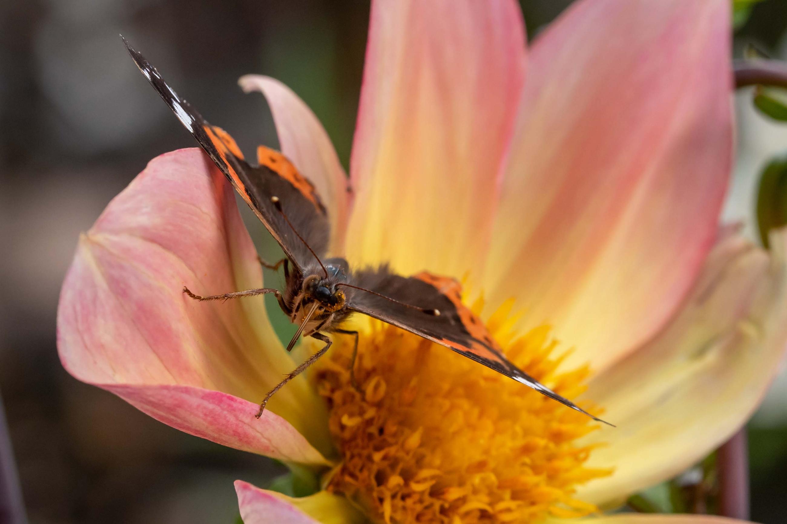 vlinder op dahlia