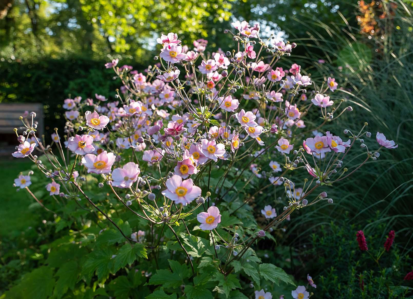 bos anemonen