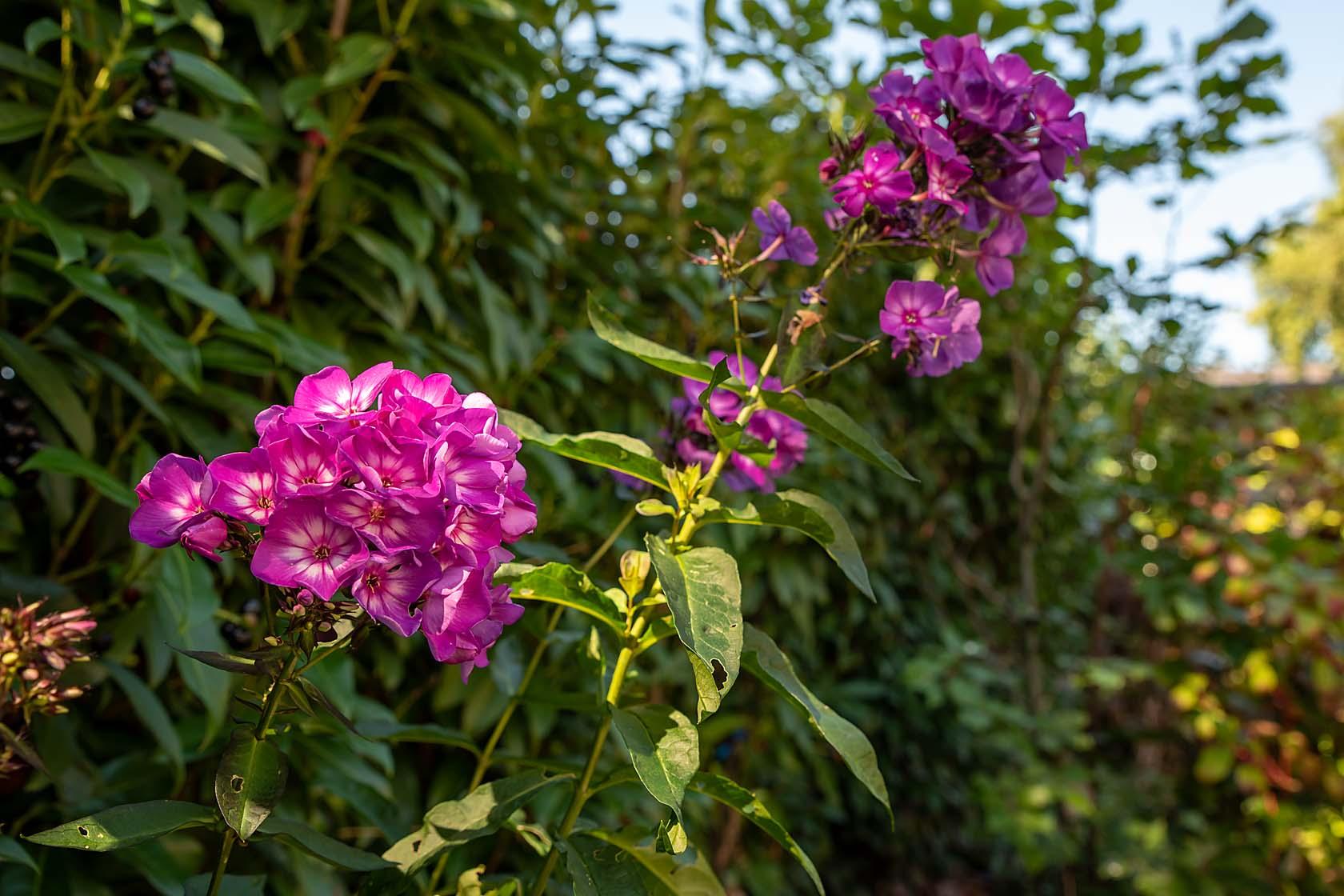 phlox sweet summer surprise