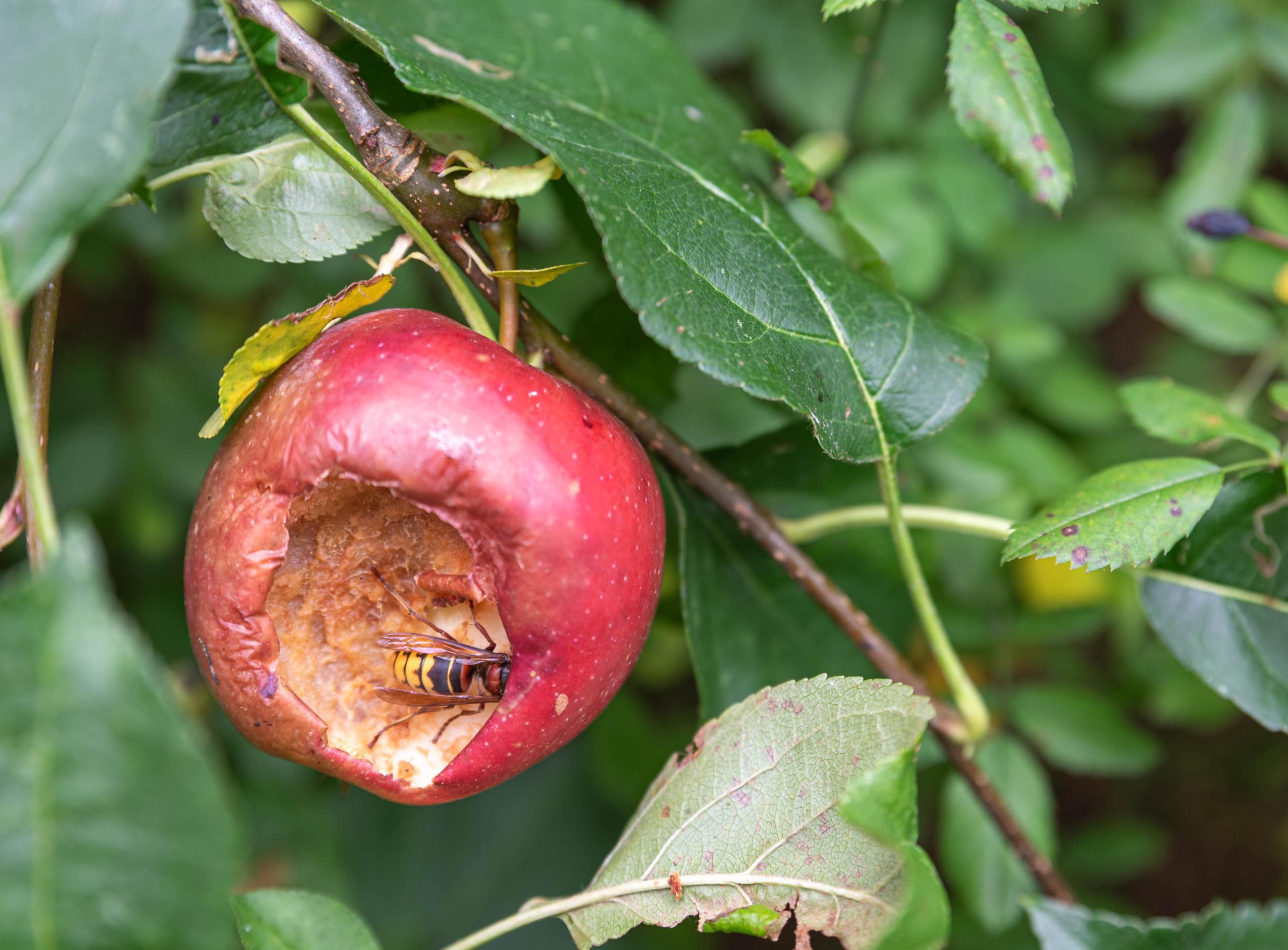 appel met wesp