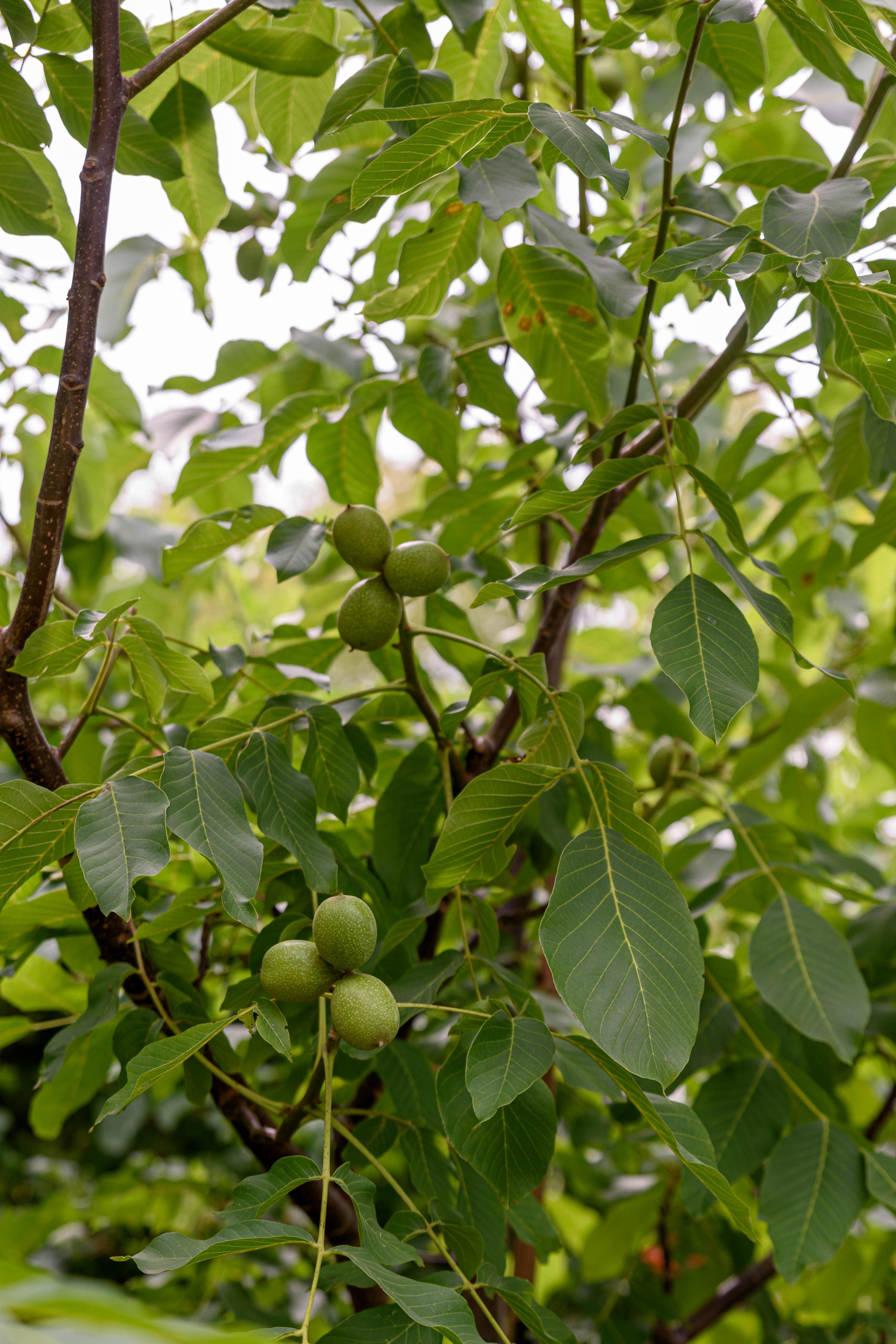 walnoten in de boom