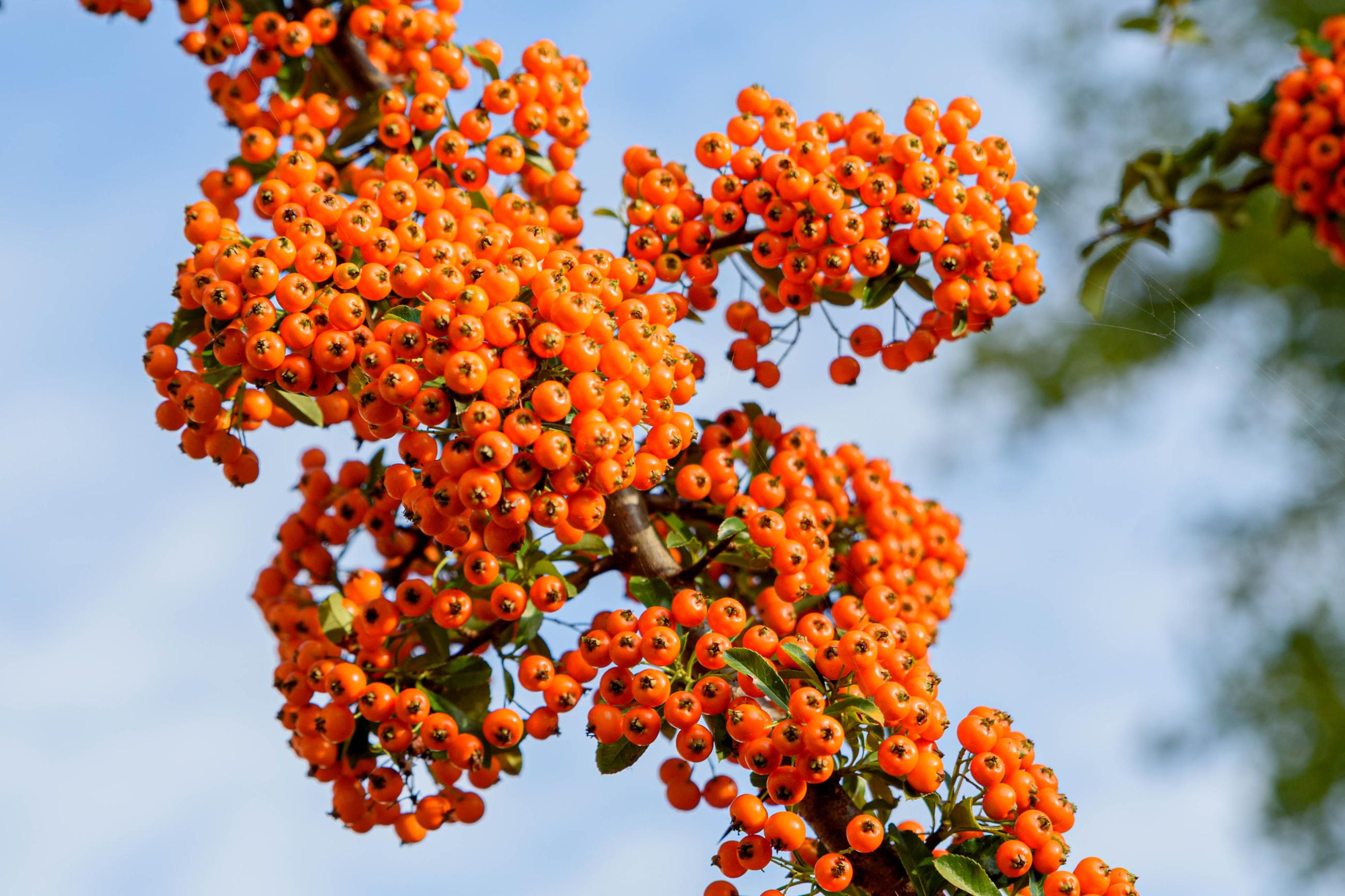 vuurdoorn bessen