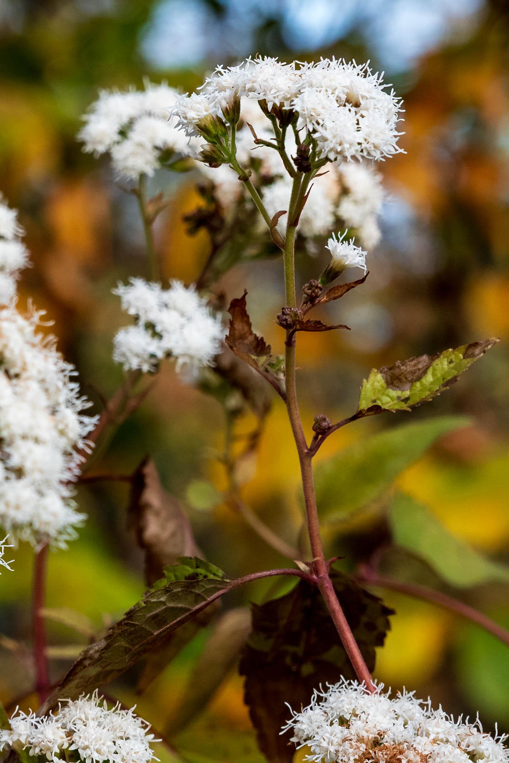eupatorium chocolat dichtbij