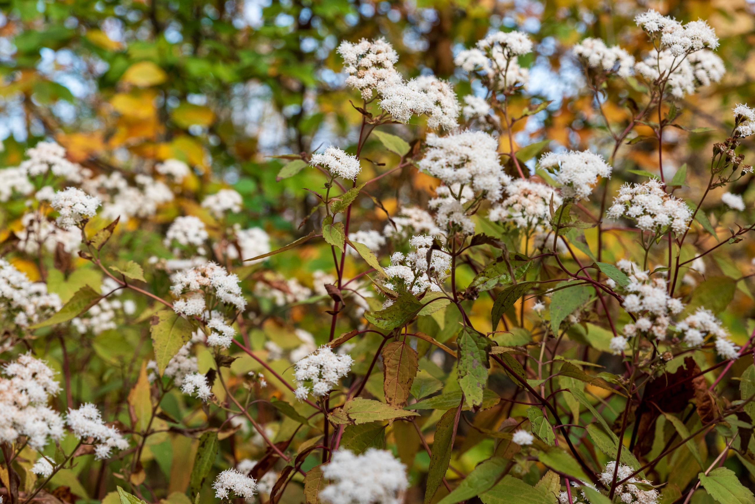 eupatorium chocolat overzicht