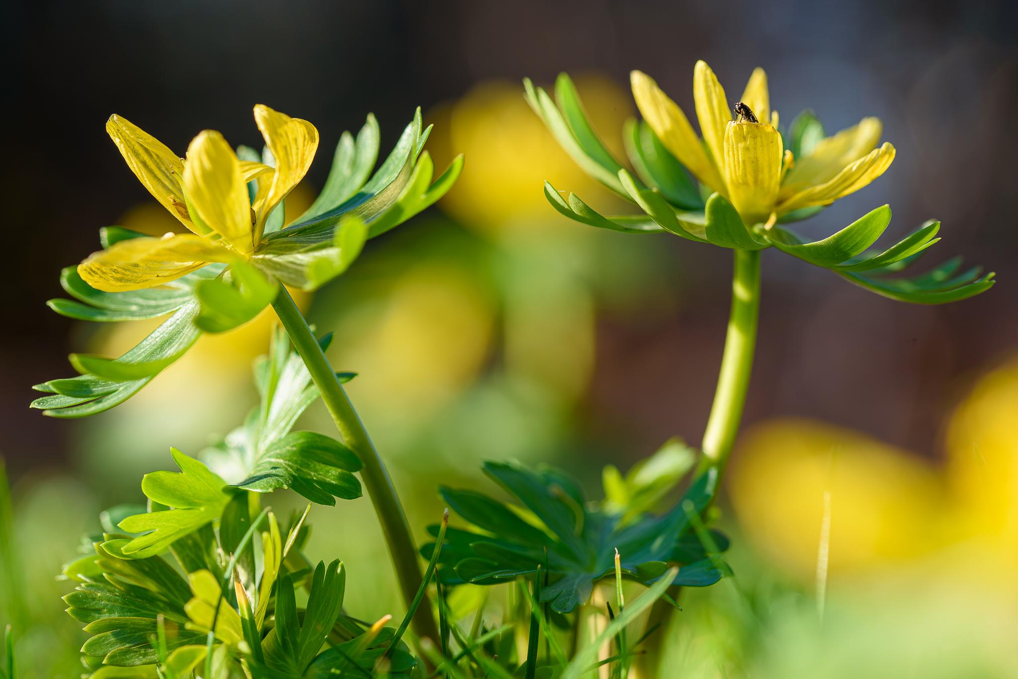 winterakoniet met gast