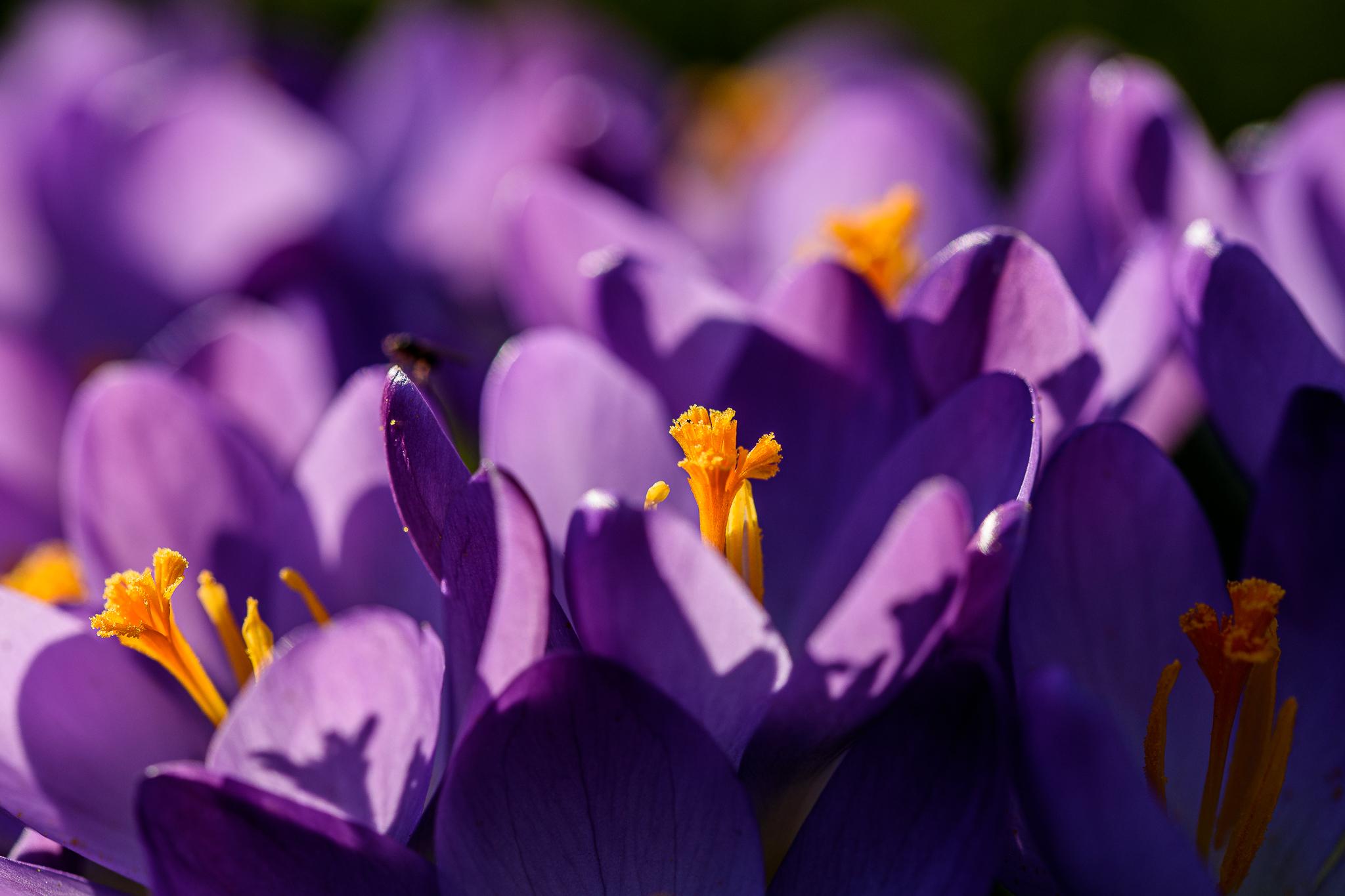 krokussen paars erg dichtbij