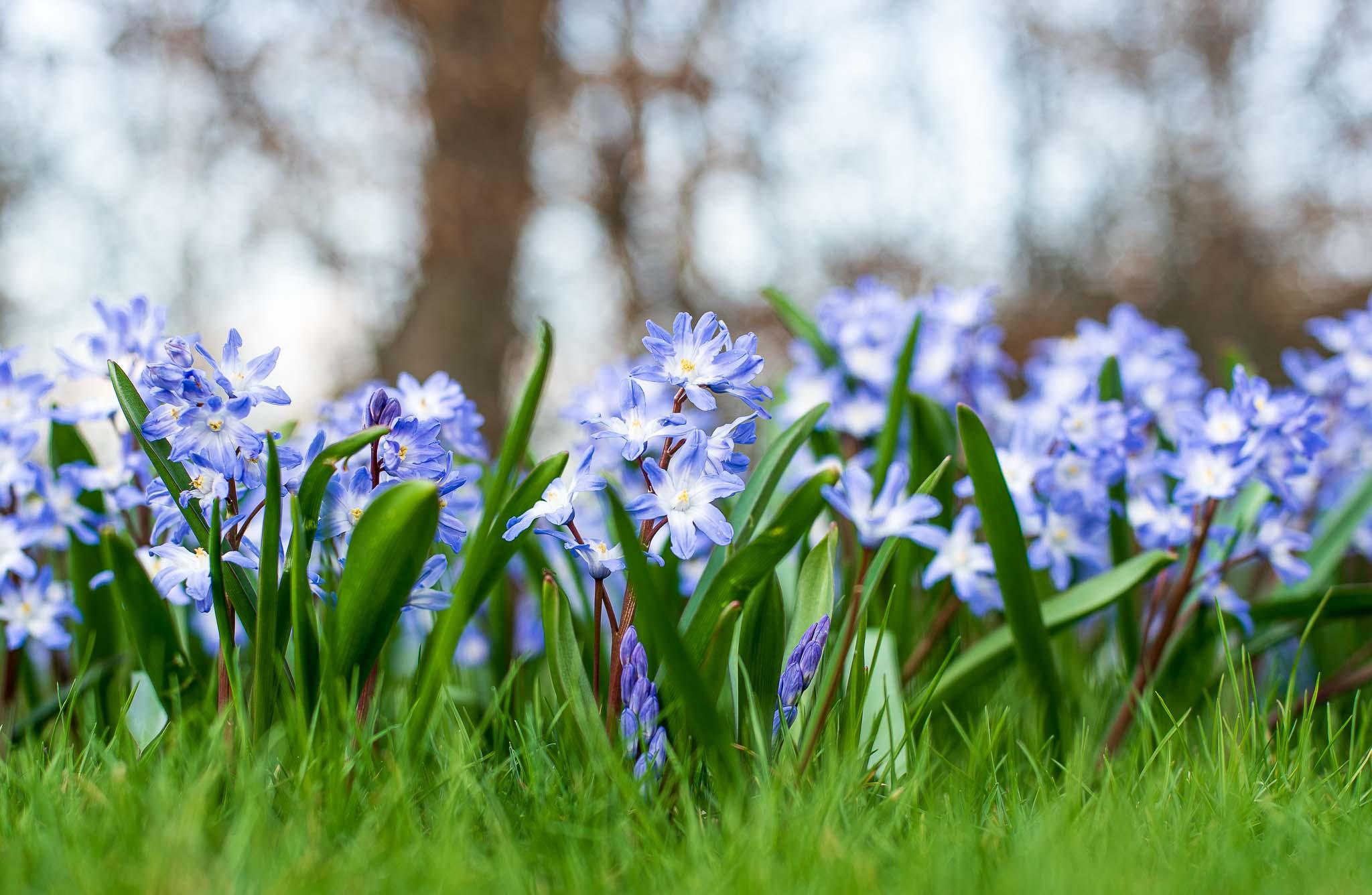 chionodoxa op rij