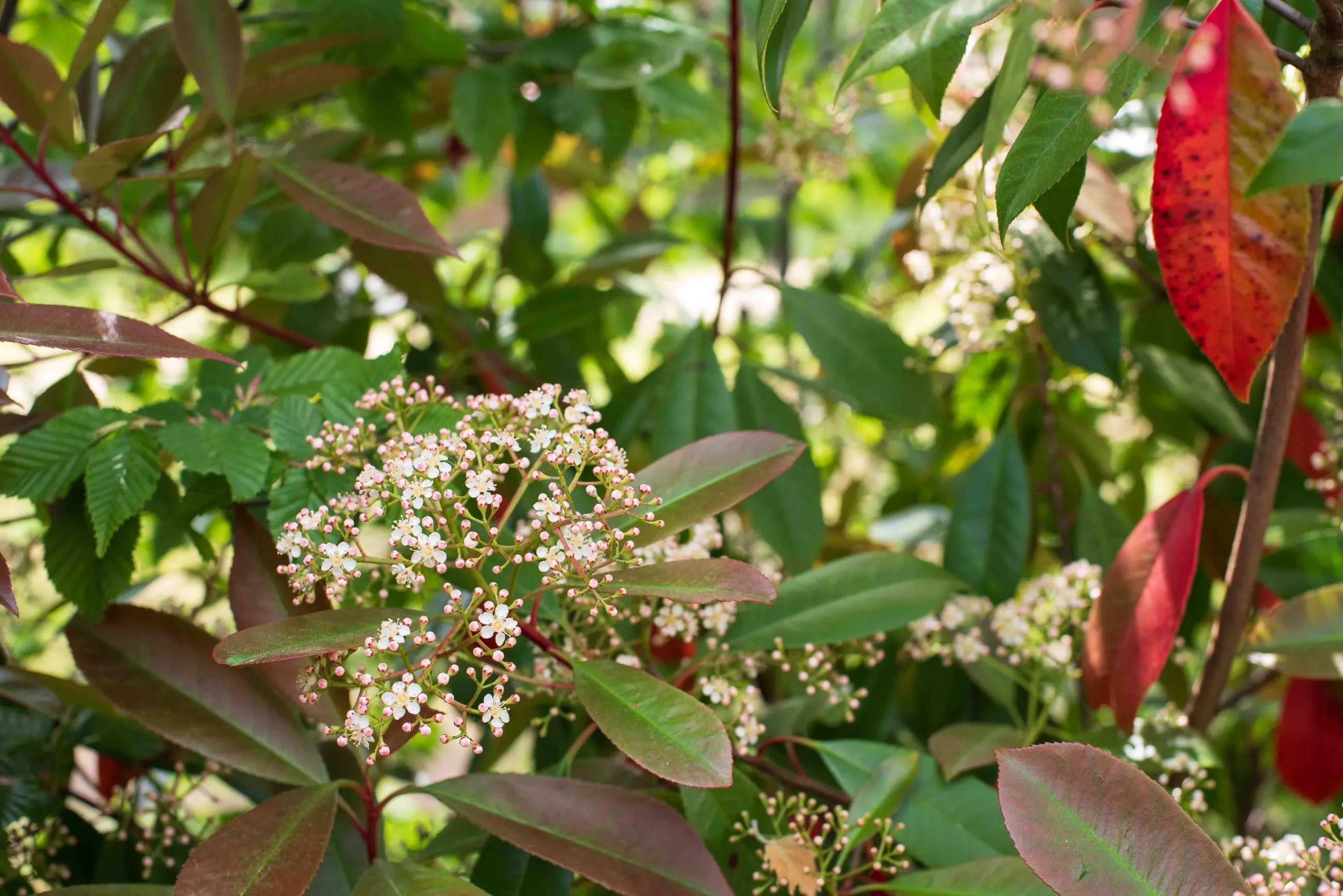 photinia bloesem