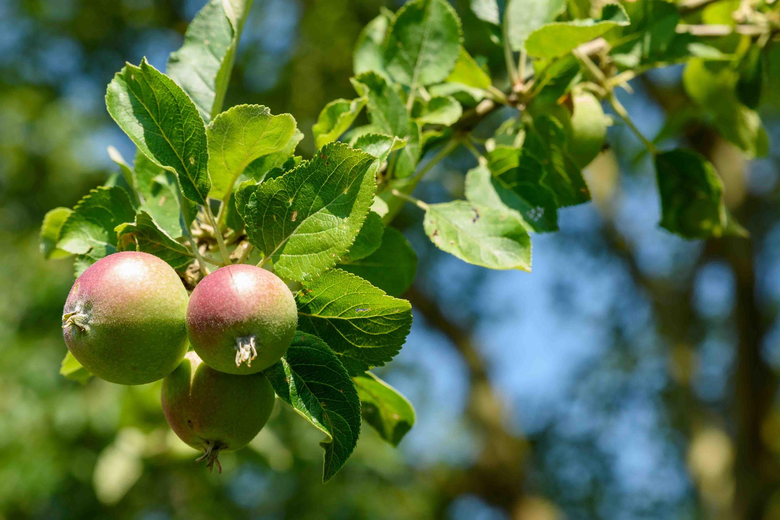 alkmene met jonge appels