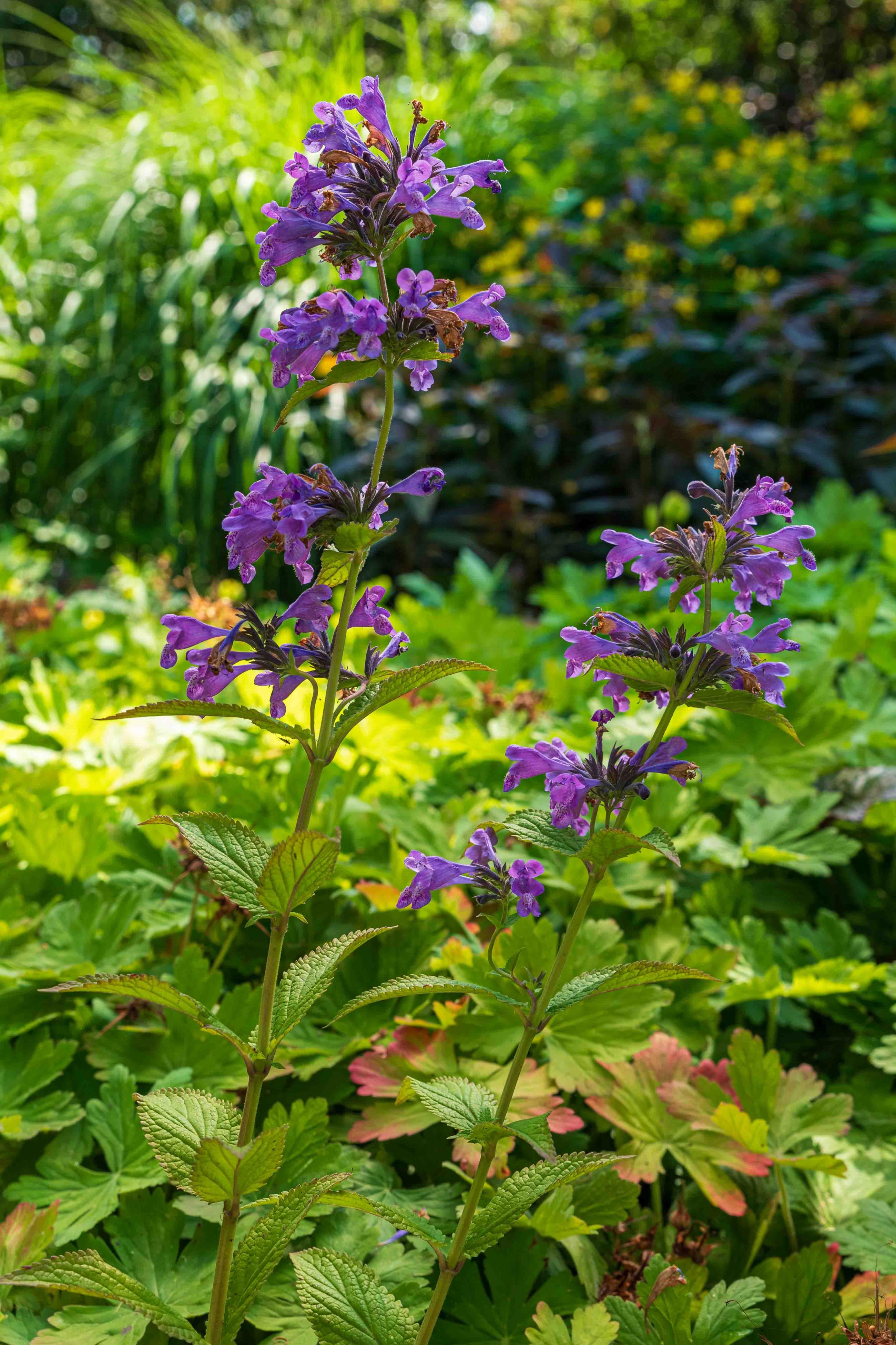 nepeta junior walker